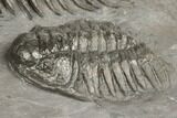 Crotalocephalus Trilobite - Jorf, Morocco #191766-5